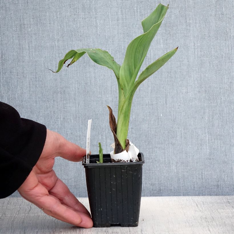 Spécimen de Canna glauca Ra - Balisier d'eau - Godet de 8/9 cm tel que livré au printemps