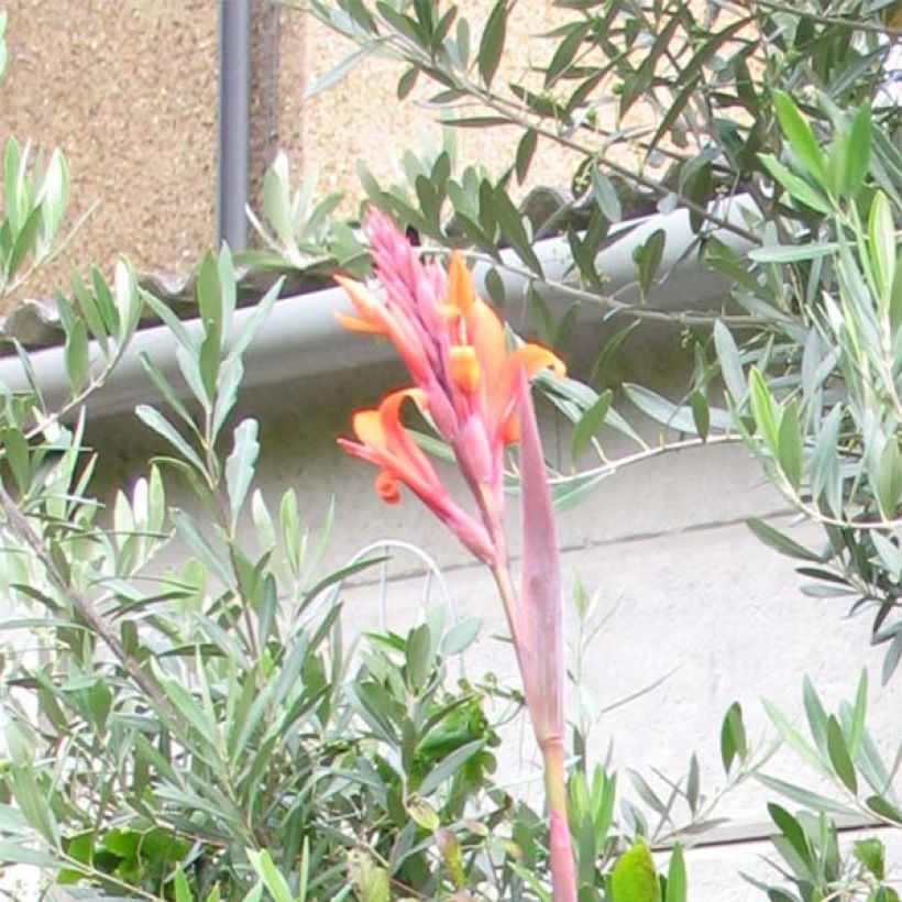Canna indica Purpurea (Floraison)