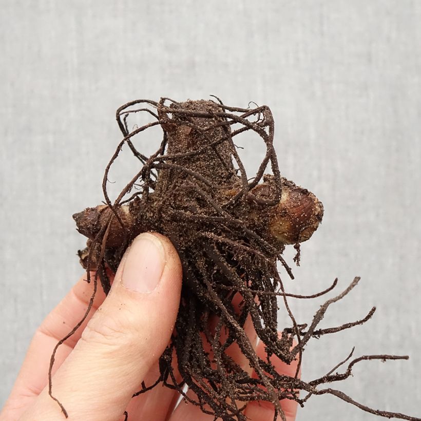 Spécimen de Canna indica Purpurea Bulbe tel que livré au printemps