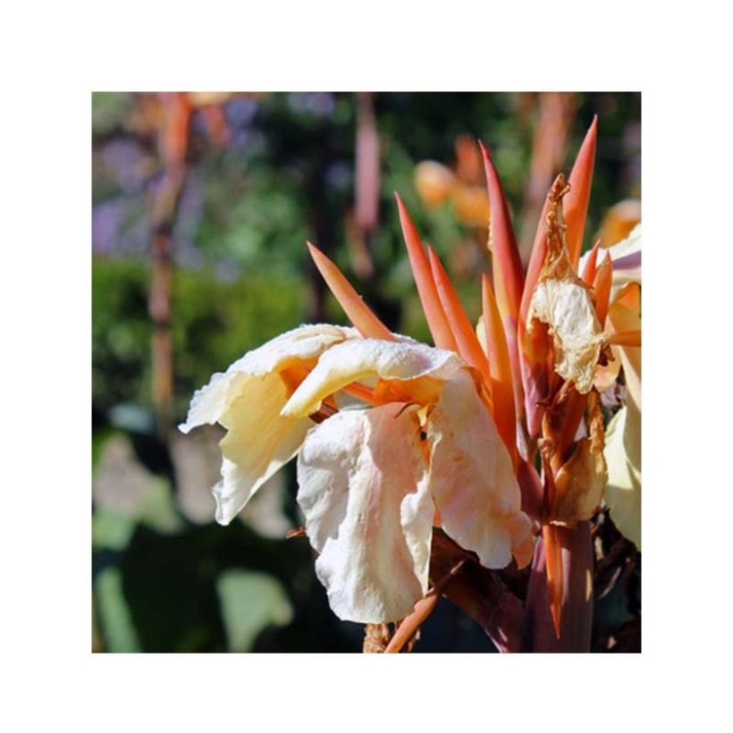 Canna Mme Angèle Martin - Balisier (Floraison)