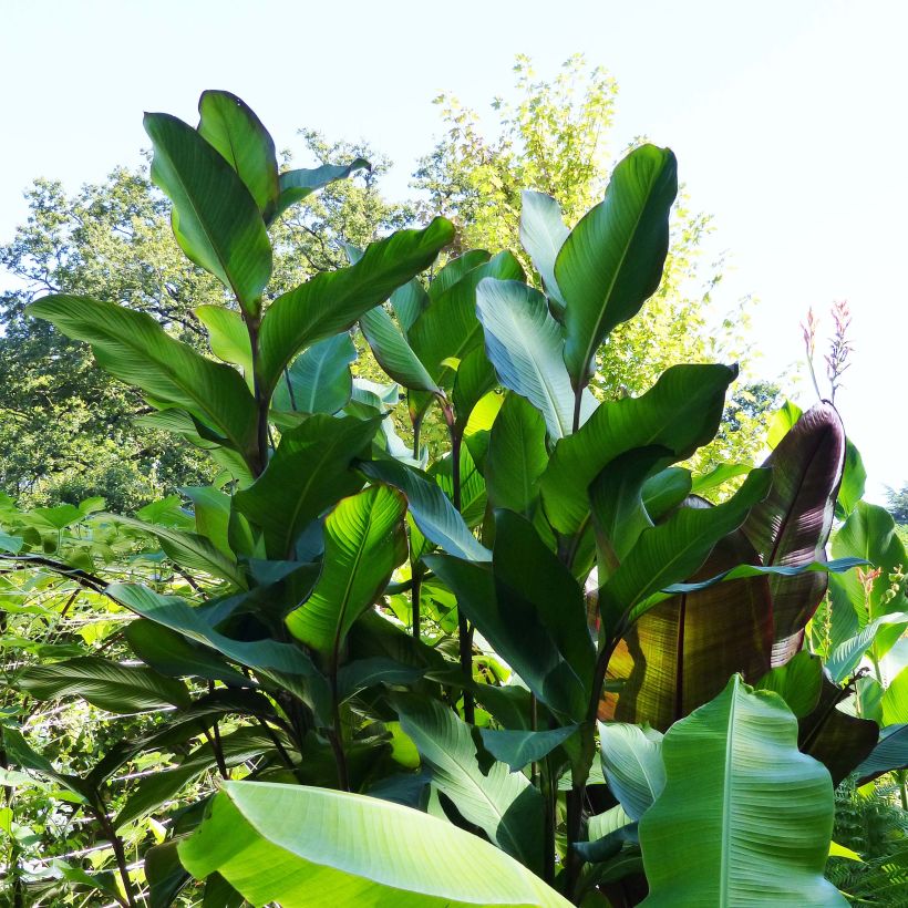 Canna Musifolia - Canna géant (Port)