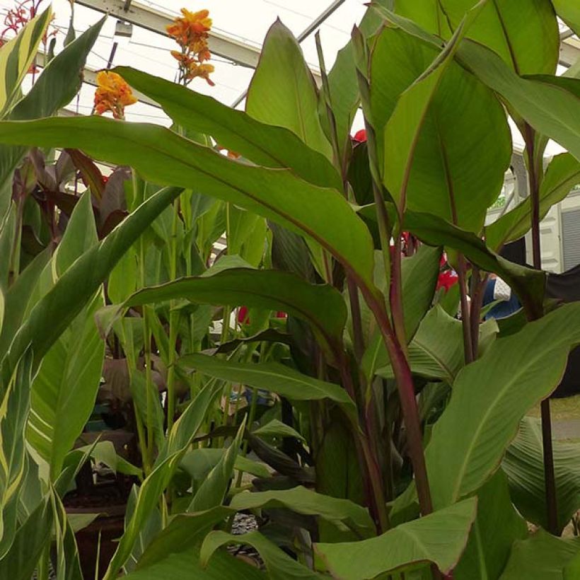 Canna Musifolia - Canna géant (Feuillage)