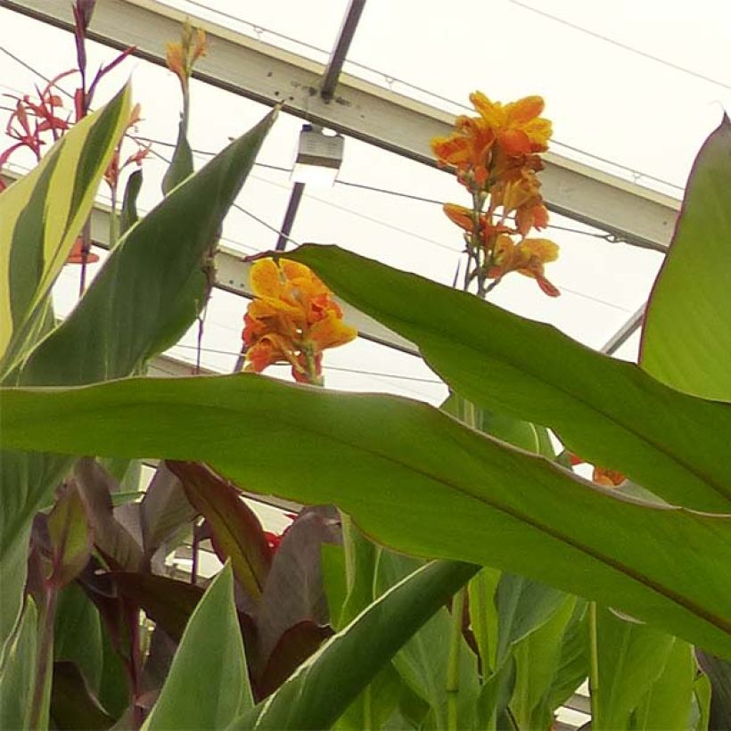 Canna Musifolia - Canna géant (Floraison)