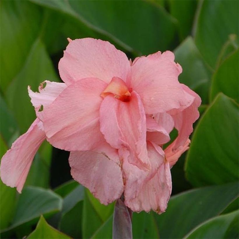 Canna Pink President - Balisier (Floraison)