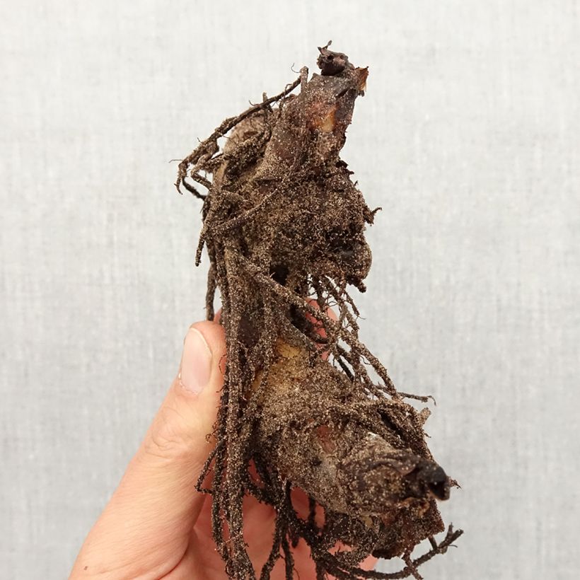 Spécimen de Canna Striata Bulbe tel que livré au printemps