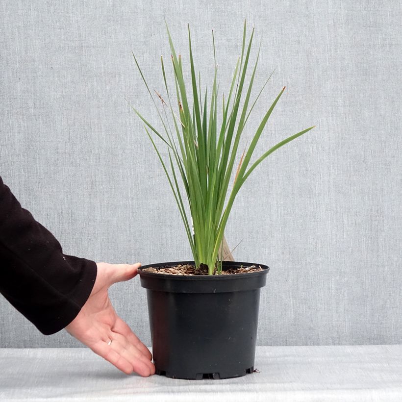 Spécimen de Canne à pêche des anges - Dierama igneum Pot de 2L/3L tel que livré en hiver