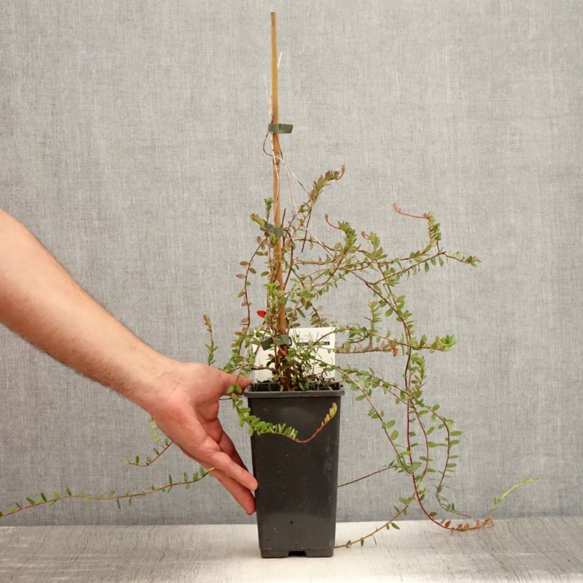 Spécimen de Canneberge - Cranberry- Vaccinium macrocarpon Pilgrim Godet de 8/9 cm tel que livré en été