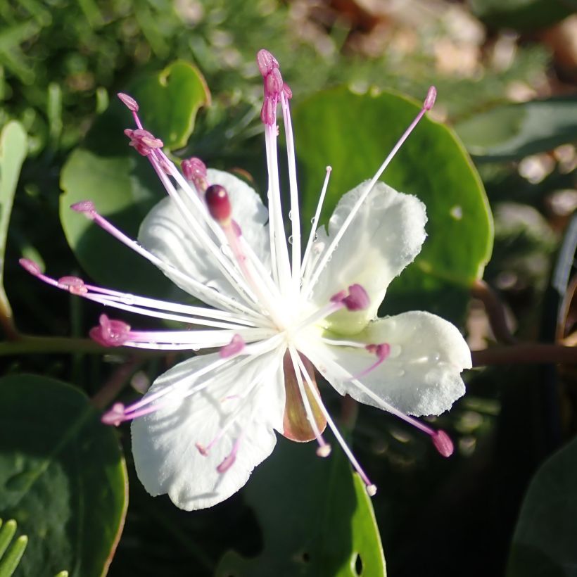 Capparis spinosa Inermis - Câprier sans épines (Floraison)