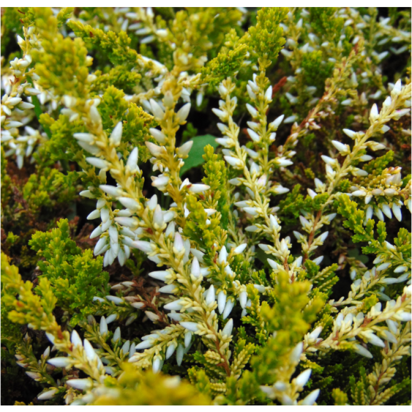 Bruyère d'été - Calluna vulgaris Sandy  (Feuillage)