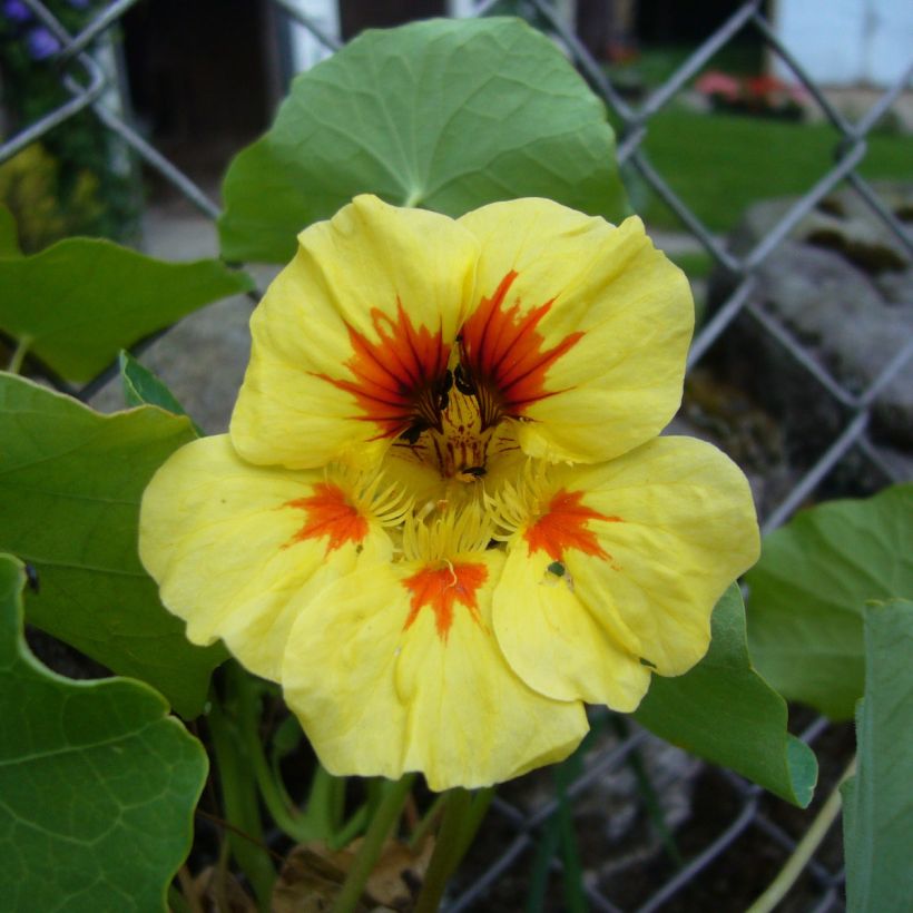 Capucine Baby Orange - Tropaeolum majus (Floraison)