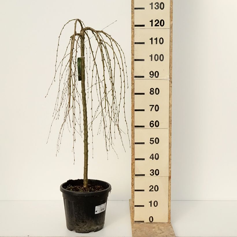 Spécimen de Caragana arborescens Walker - Caraganier de Sibérie pleureur Pot de 7,5L/10L, Tige de 180 cmHauteur livrée env. 220/+cm tel que livré en hiver