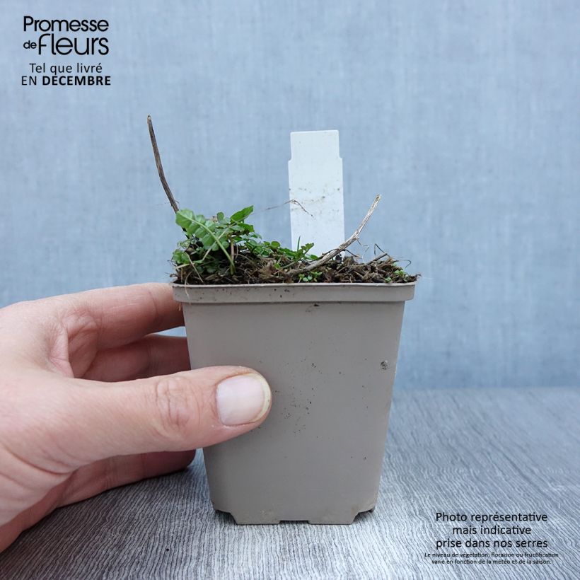 Spécimen de Cardamine pratensis Flore Pleno, Cresson des près Godet de 8/9 cm tel que livré en automne