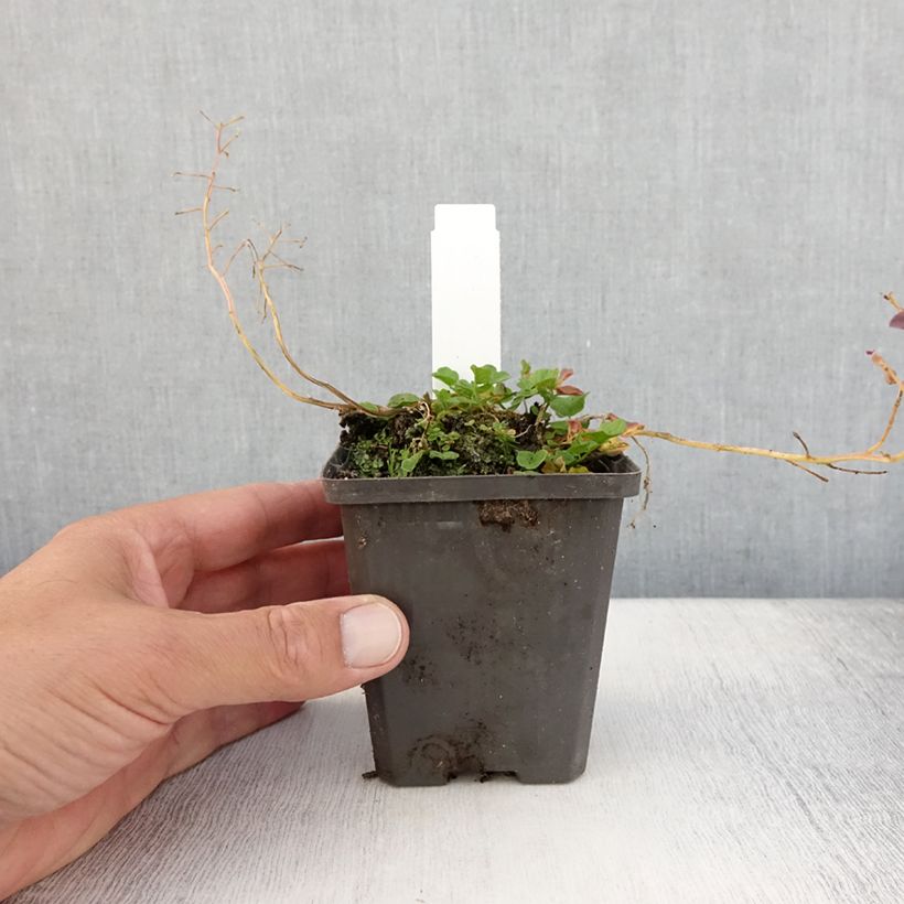 Spécimen de Cardamine pratensis Flore Pleno, Cresson des près Godet de 8/9 cm tel que livré en été