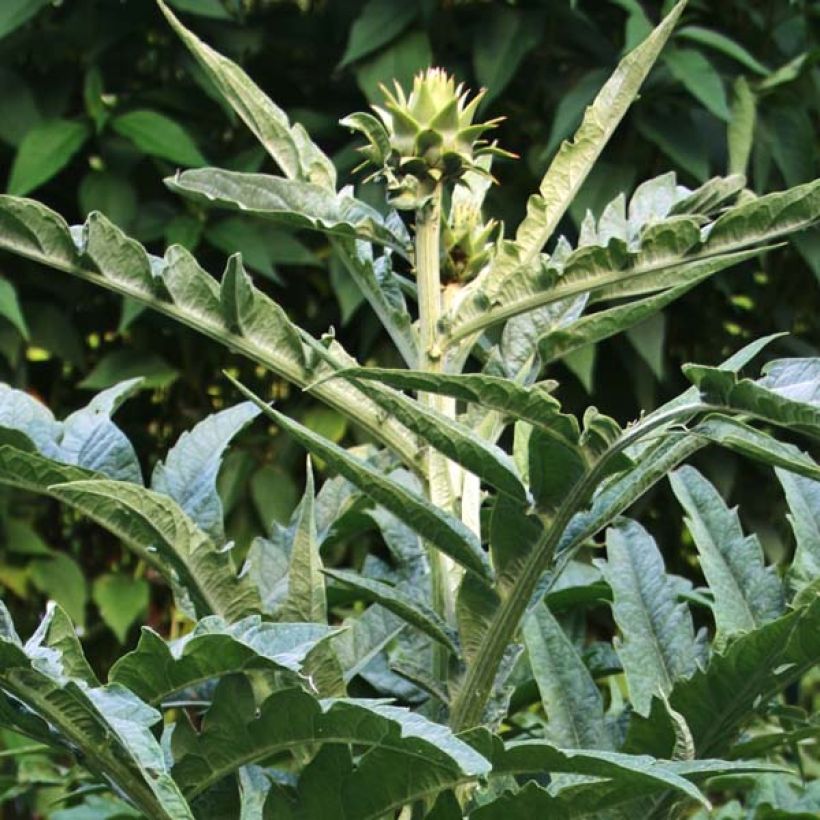 Cynara cardunculus - Cardon (Feuillage)