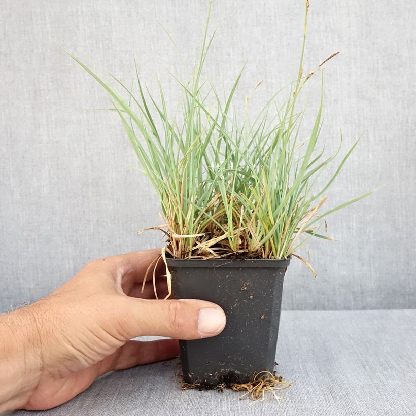 Spécimen de Carex atrata - Laîche des montagnes Godet de 8/9 cm tel que livré en été