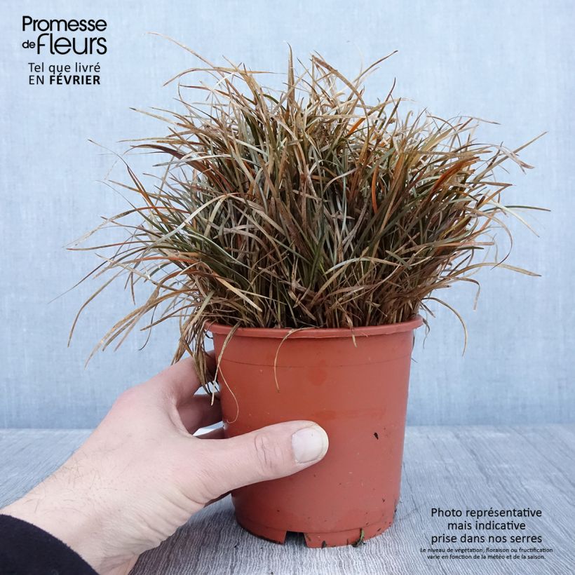 Spécimen de Carex berggrenii - Laîche - Pot de 1L/1,5L tel que livré en hiver