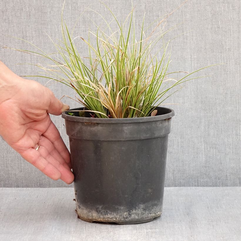 Spécimen de Carex brunnea Aureovariegata - Laîche panachée Pot de 2L/3L tel que livré au printemps
