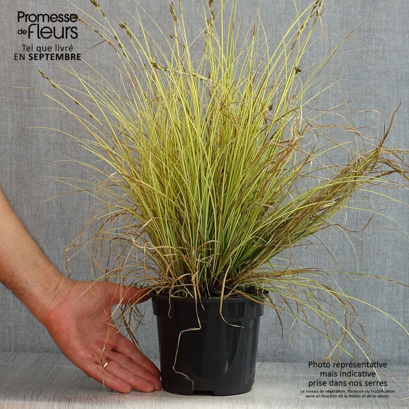 Spécimen de Carex brunnea Jenneke - Laîche Pot de 2L/3L tel que livré en été