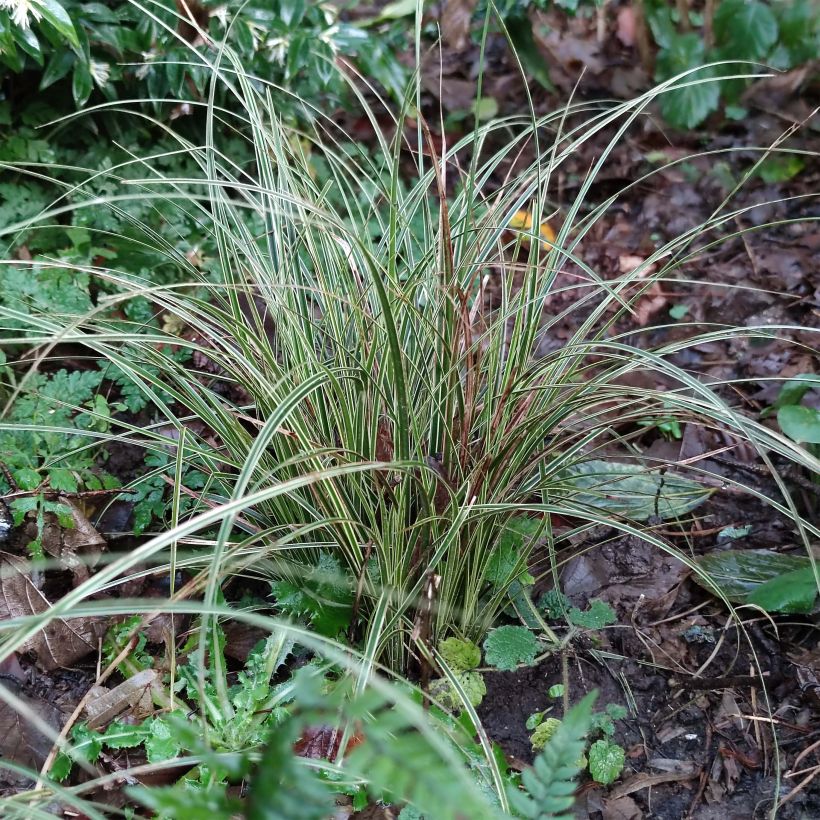 Carex brunnea Variegata - Laîche (Feuillage)