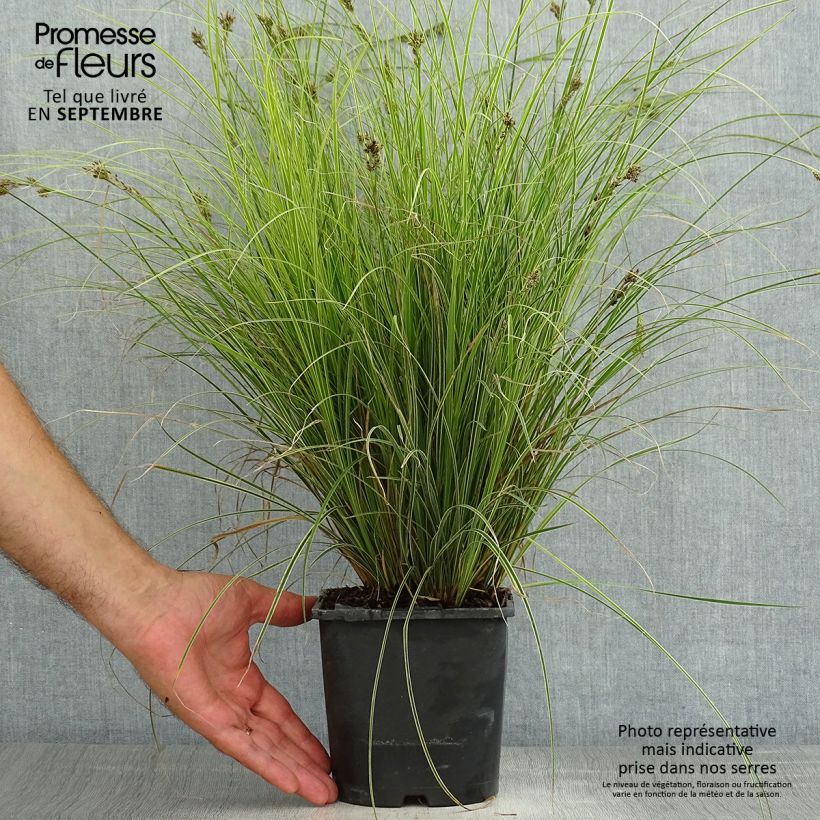 Spécimen de Carex brunnea Variegata - Laîche Pot de 2L/3L tel que livré en été