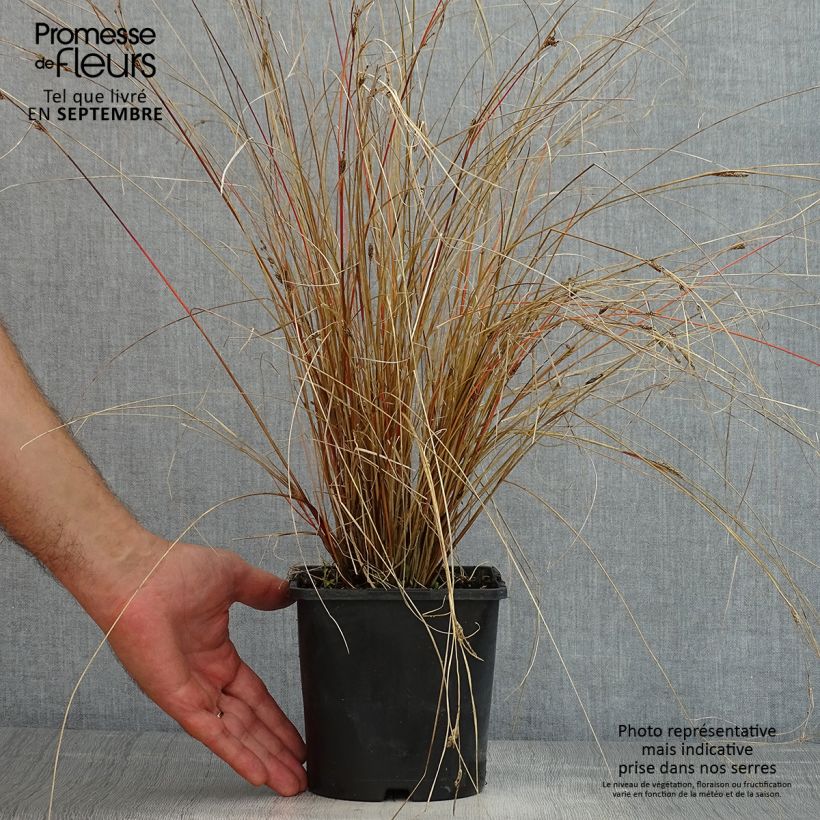 Spécimen de Carex buchananii Red Rooster - Laîche de Buchanan Pot de 2L/3L tel que livré en été