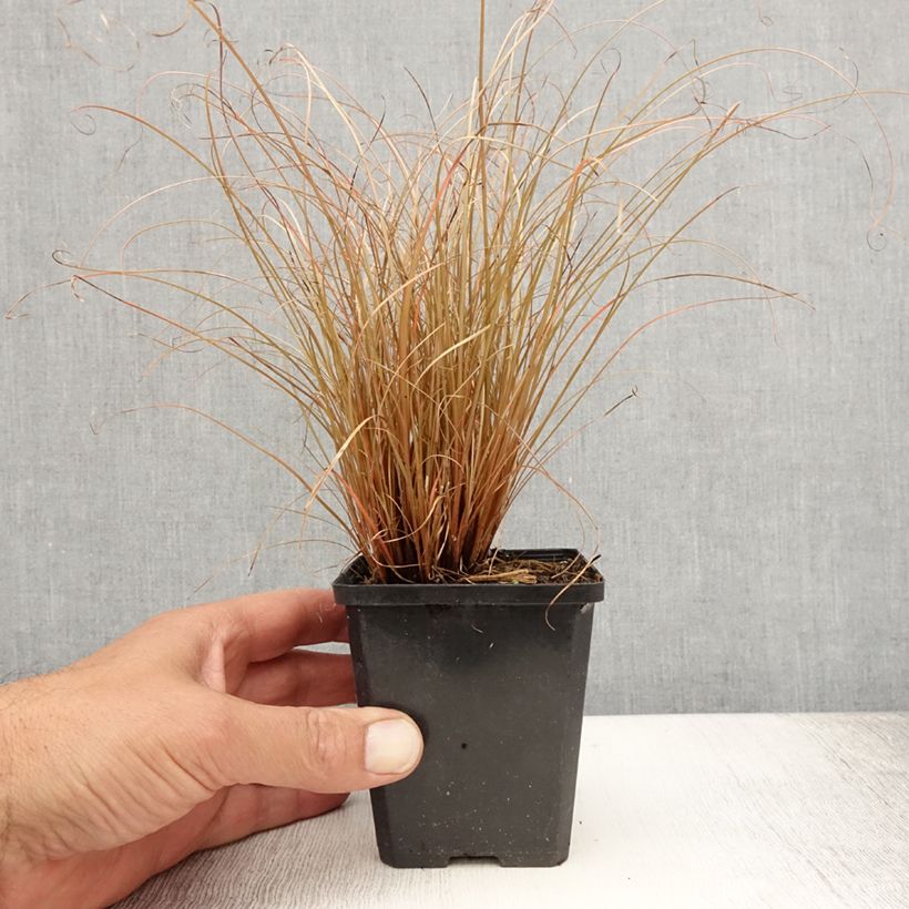 Spécimen de Carex comans Bronco - Laîche de Nouvelle-Zélande  Godet de 8/9 cm tel que livré en été