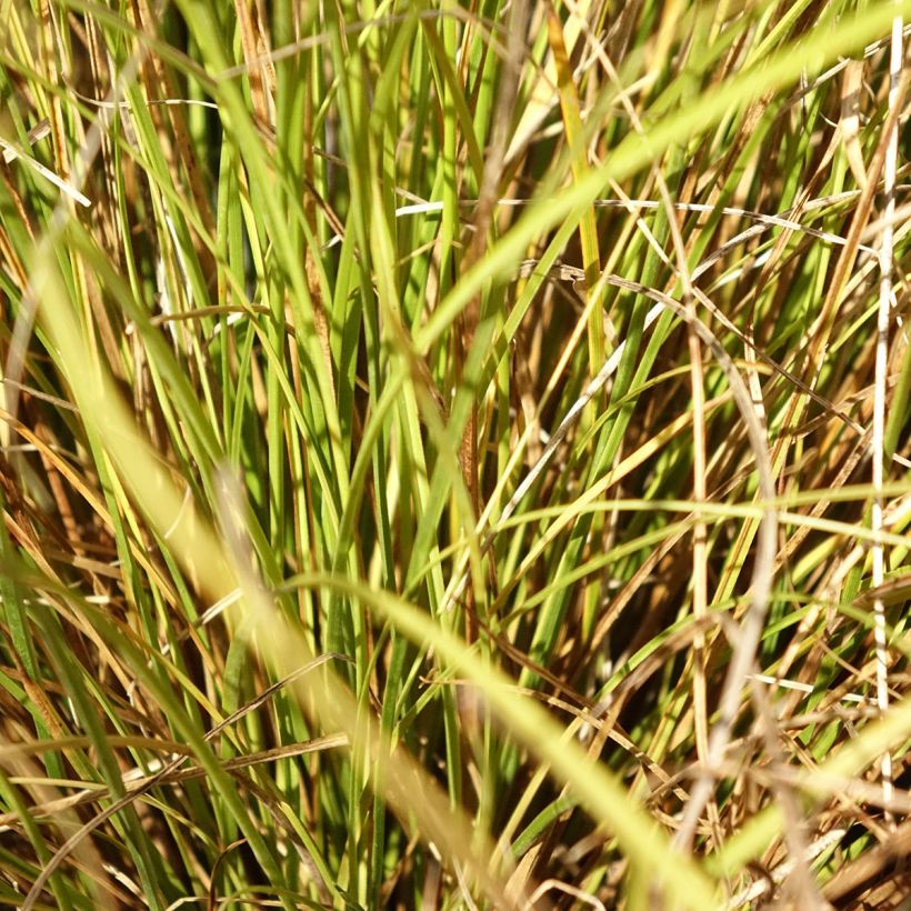Carex comans Phoenix Green - Laîche de Nouvelle-Zélande (Feuillage)