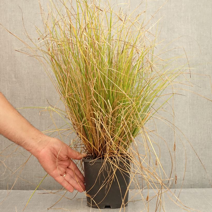 Spécimen de Carex comans Phoenix Green - Laîche de Nouvelle-Zélande  Pot de 1,5L/2L tel que livré en été