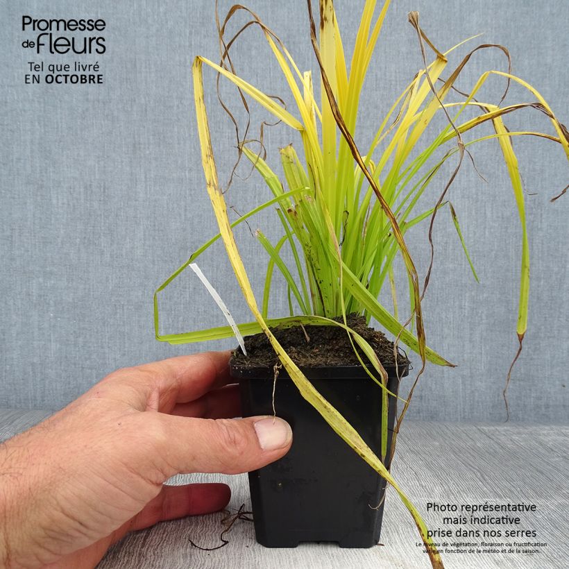 Spécimen de Carex elata Aurea - Laîche dorée Godet de 8/9 cm tel que livré en automne