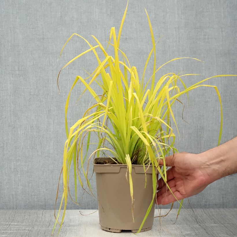 Spécimen de Carex elata Aurea - Laîche dorée Pot de 2L/3L tel que livré en été