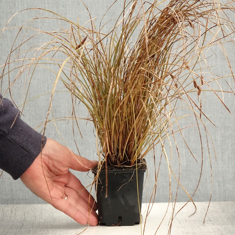 Spécimen de Carex flagellifera Bronzita - Laîche de Nouvelle-Zélande Godet de 8/9 cm tel que livré en été
