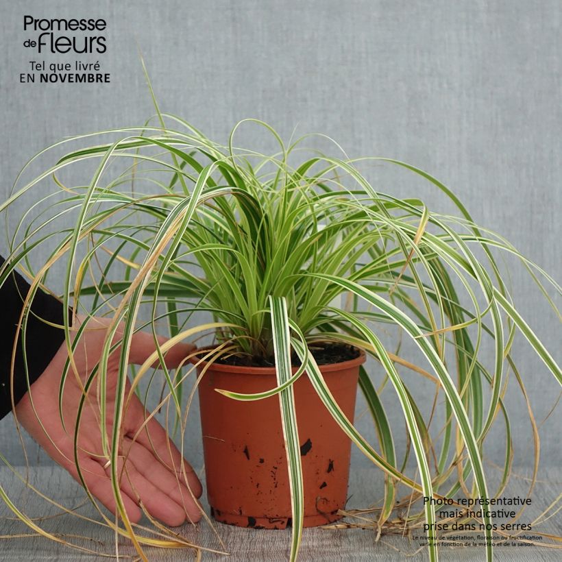 Spécimen de Carex hybride Feather Falls Pot de 1L/1,5L tel que livré en automne