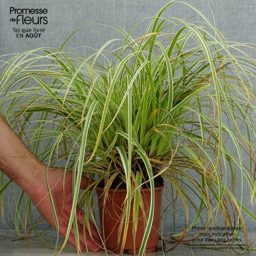 Spécimen de Carex hybride Feather Falls Pot de 1L/1,5L tel que livré en été