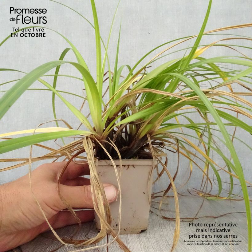 Spécimen de Carex hybride Feather Falls Godet de 8/9 cm tel que livré en automne