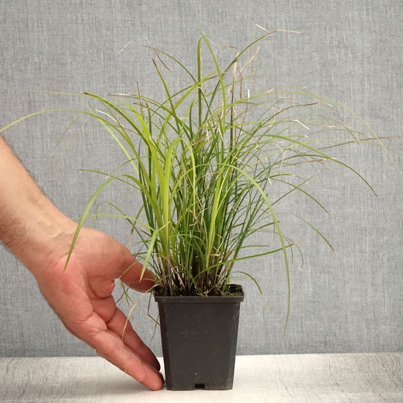 Spécimen de Carex lenta Osaka - Laîche Godet de 8/9 cm tel que livré en été