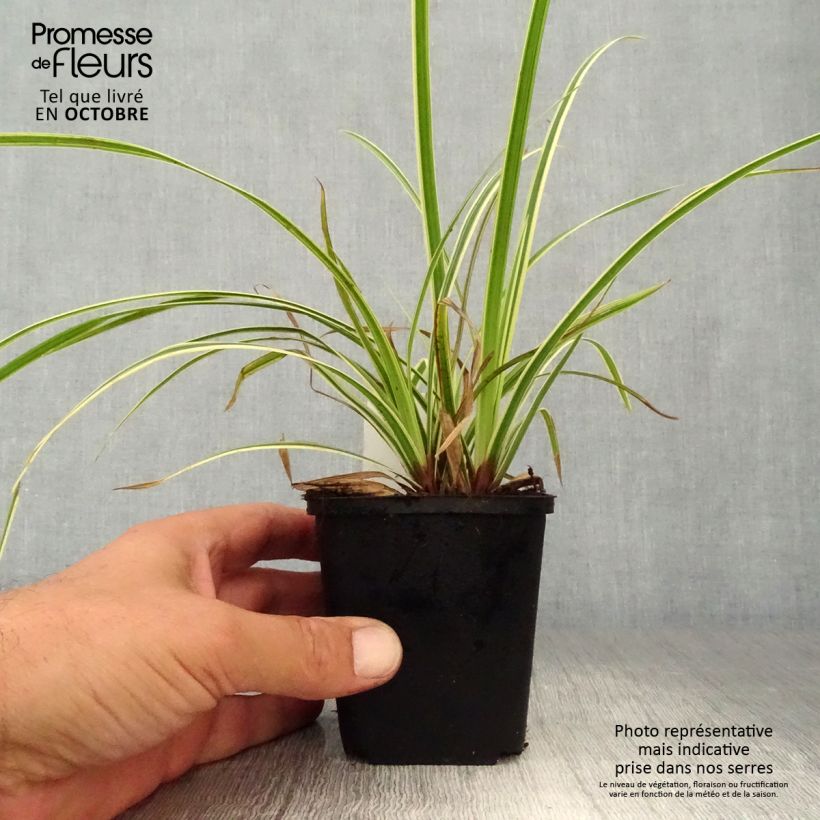 Spécimen de Carex morrowii Goldband - Laîche du Japon Godet de 8/9 cm tel que livré en automne