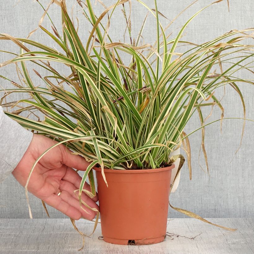 Spécimen de Carex morrowii Goldband - Laîche du Japon - Pot de 1L/1,5L tel que livré au printemps