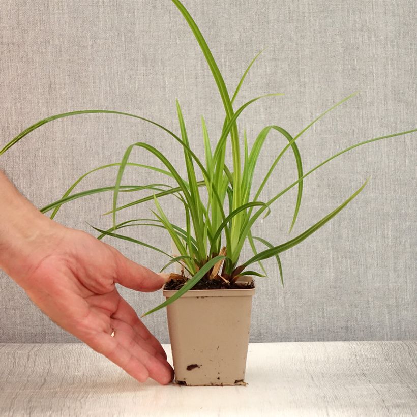 Spécimen de Carex morrowii Irish Green - Laîche du Japon Godet de 8/9 cm tel que livré en été