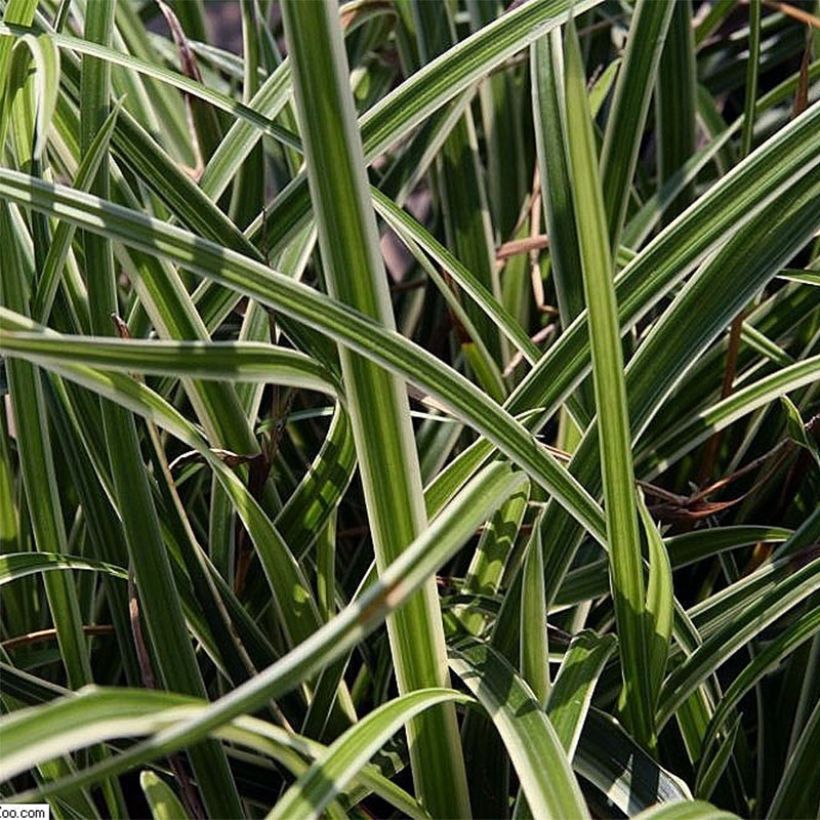 Carex morrowii Variegata - Laîche du Japon (Feuillage)