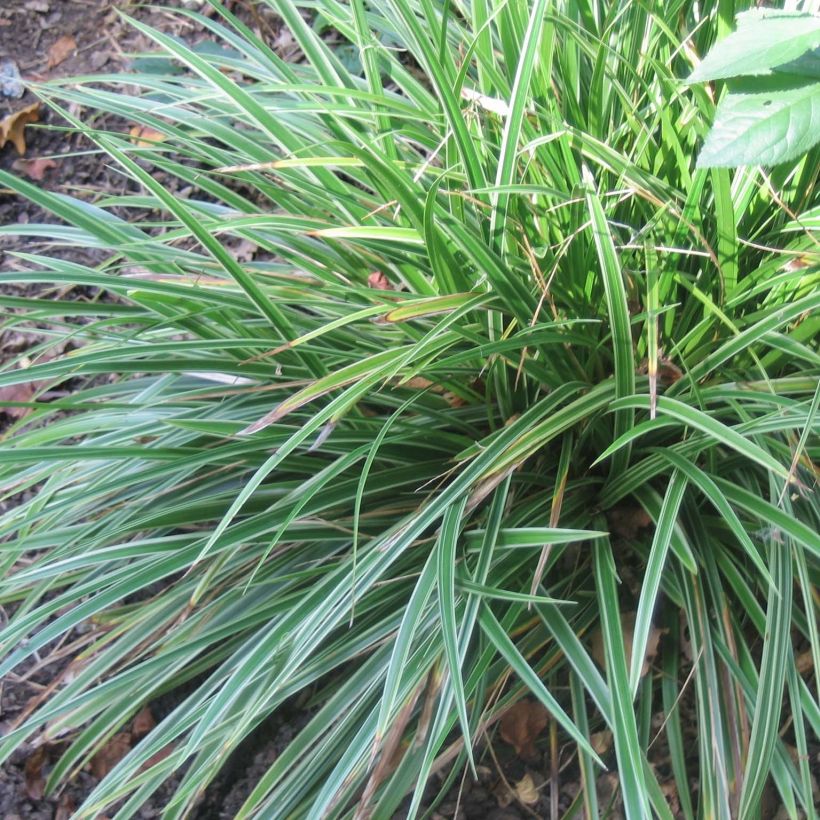 Carex morrowii Variegata - Laîche du Japon (Port)