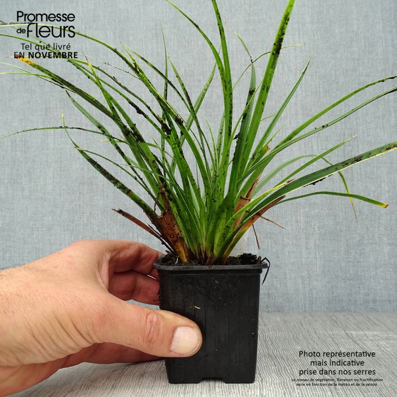 Spécimen de Carex morrowii Variegata - Laîche du Japon Godet de 8/9 cm tel que livré en automne