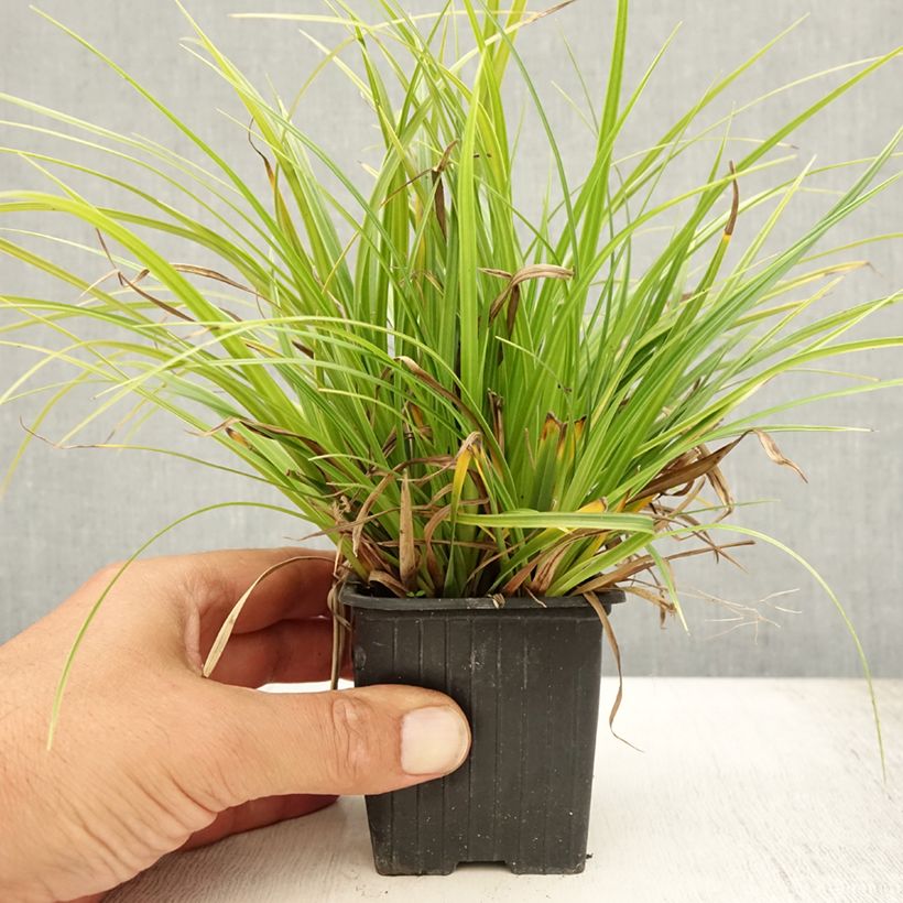 Spécimen de Carex morrowii Variegata - Laîche du Japon Godet de 8/9 cm tel que livré en été