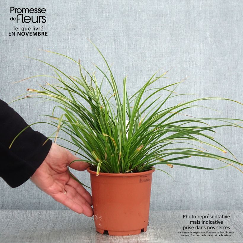 Spécimen de Carex morrowii Variegata - Laîche du Japon Pot de 1L/1,5L tel que livré en automne