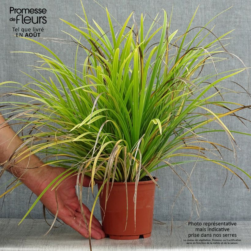 Spécimen de Carex morrowii Variegata - Laîche du Japon Pot de 1L/1,5L tel que livré en été