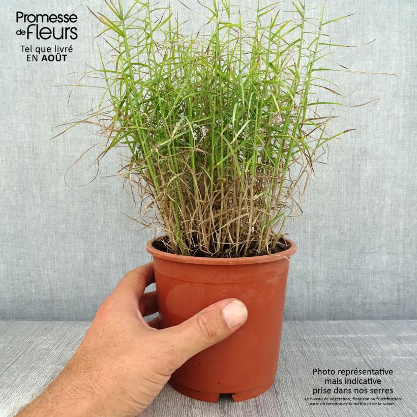 Spécimen de Carex muskingumensis Little Midge - Laîche d'Amérique Pot de 1L/1,5L tel que livré en été