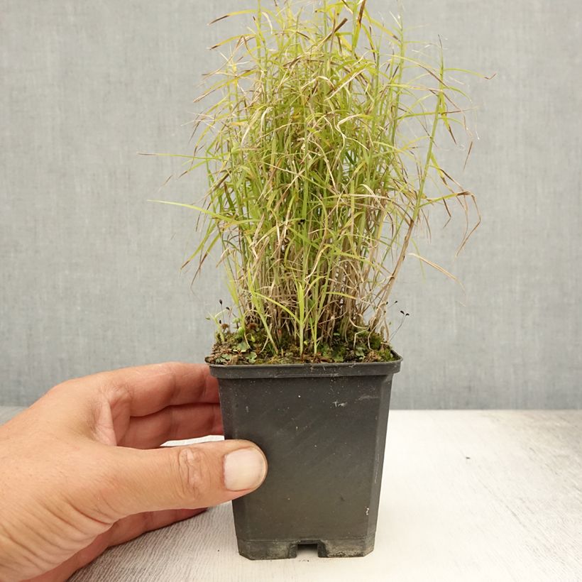 Spécimen de Carex muskingumensis Little Midge - Laîche d'Amérique Godet de 8/9 cm tel que livré en été