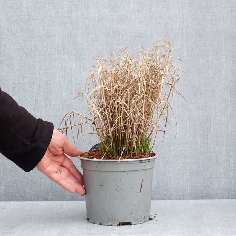 Spécimen de Carex muskingumensis Little Midge - Laîche d'Amérique - Pot de 3L/4L tel que livré au printemps