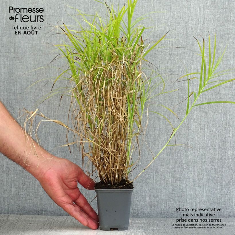 Spécimen de Carex muskingumensis Oehme - Laîche palmée Godet de 8/9 cm tel que livré en été