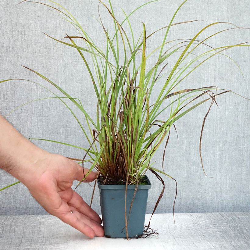 Spécimen de Carex nigra - Laîche noire Godet de 8/9 cm tel que livré en été