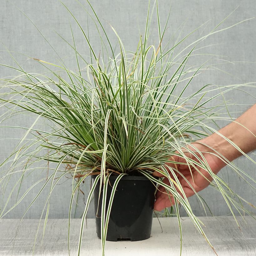 Spécimen de Carex oshimensis Everest® - Laîche d'Oshima Pot de 2L/3L tel que livré en été
